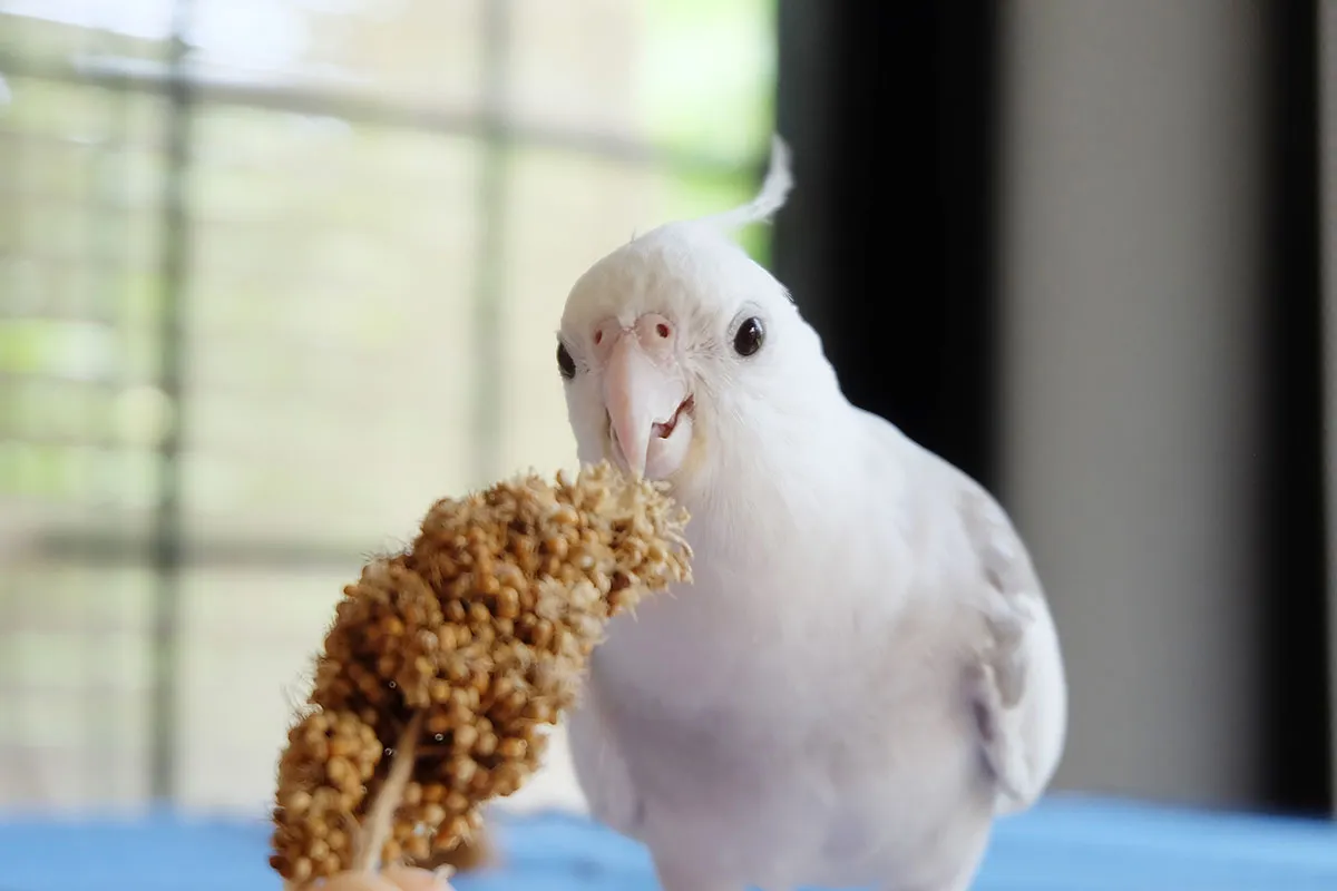 cockatiel-eating-millet-diet