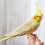 cockatiel-price-uk-featured