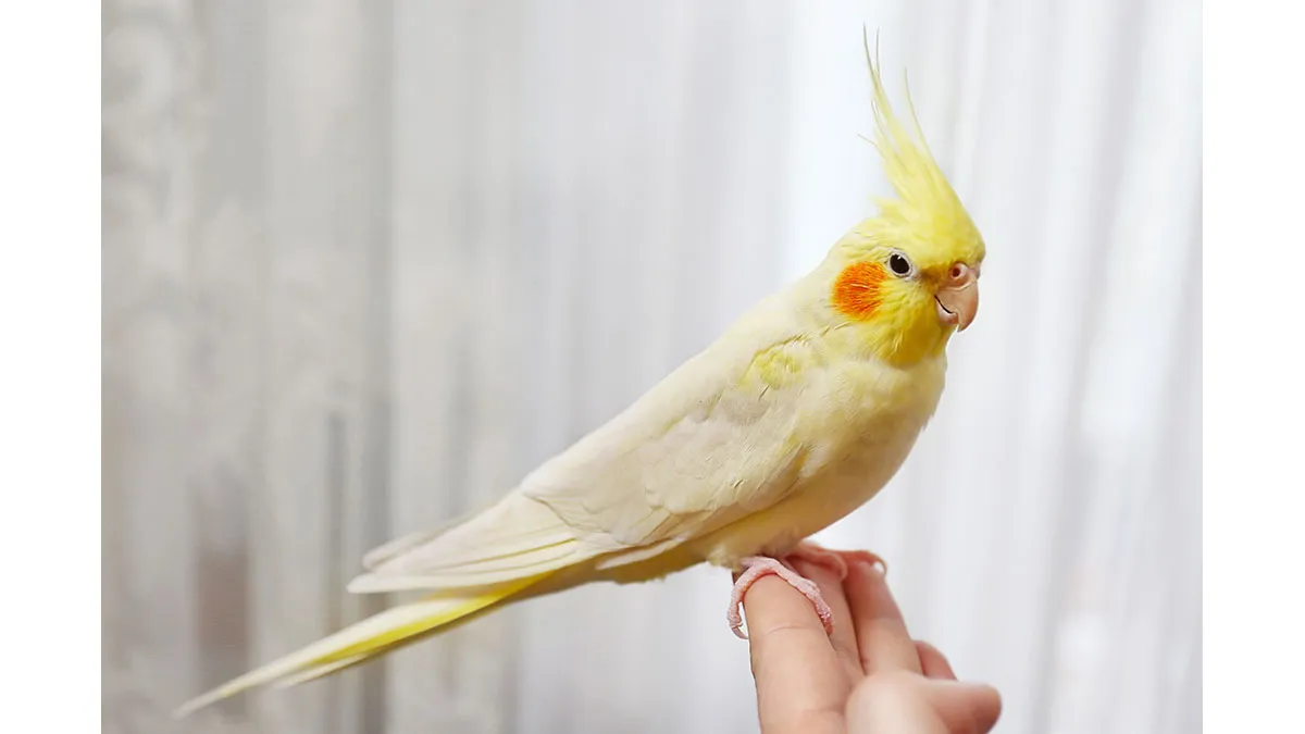 cockatiel-price-uk-featured