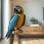 Macaw Parrot Price