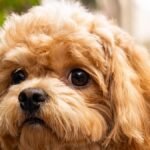 Cavapoo puppy with curly fur sitting in a garden