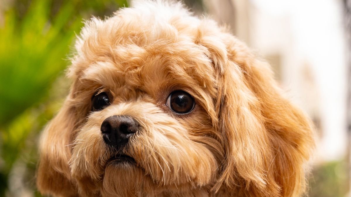 Cavapoo puppy with curly fur sitting in a garden