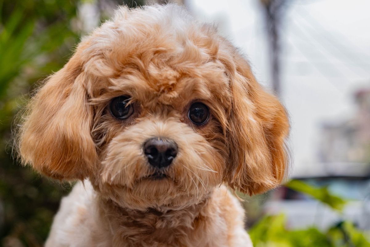 Fluffy Cavapoo mix puppy sitting outdoors