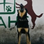 Dog barking outdoors, alert and energetic