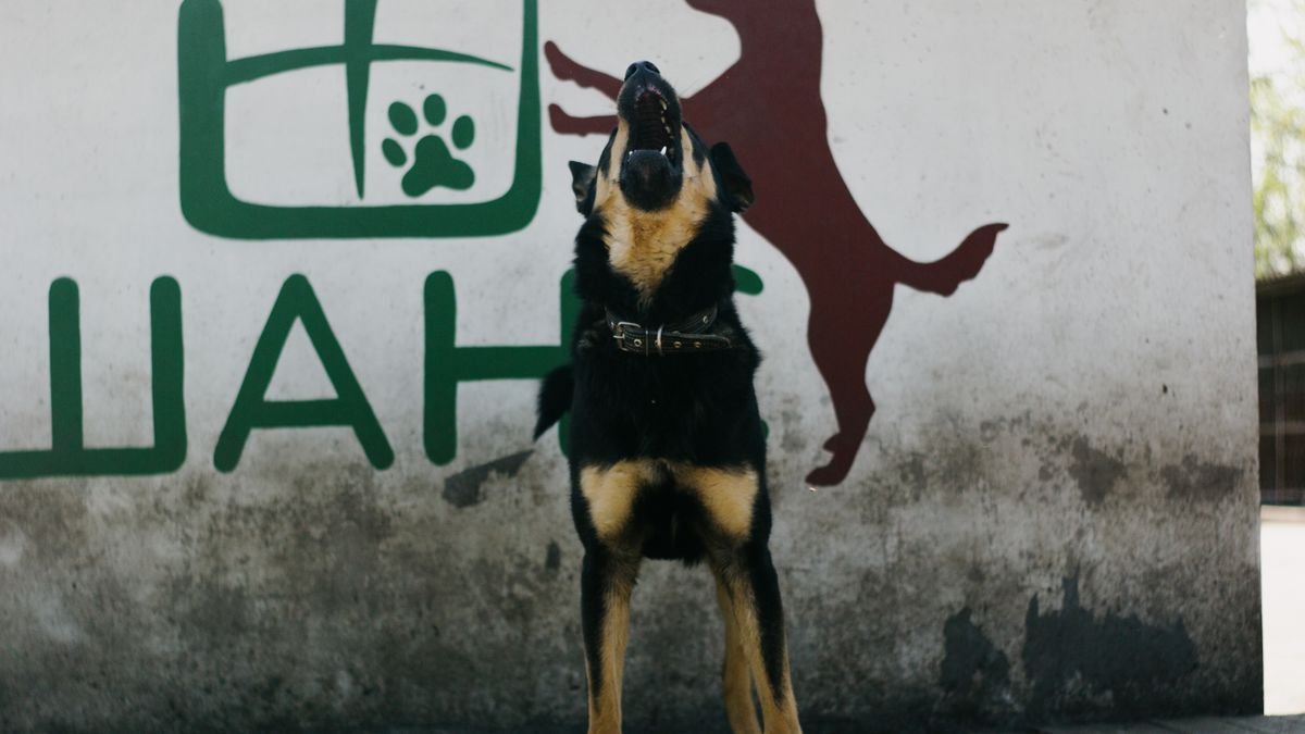 Dog barking outdoors, alert and energetic