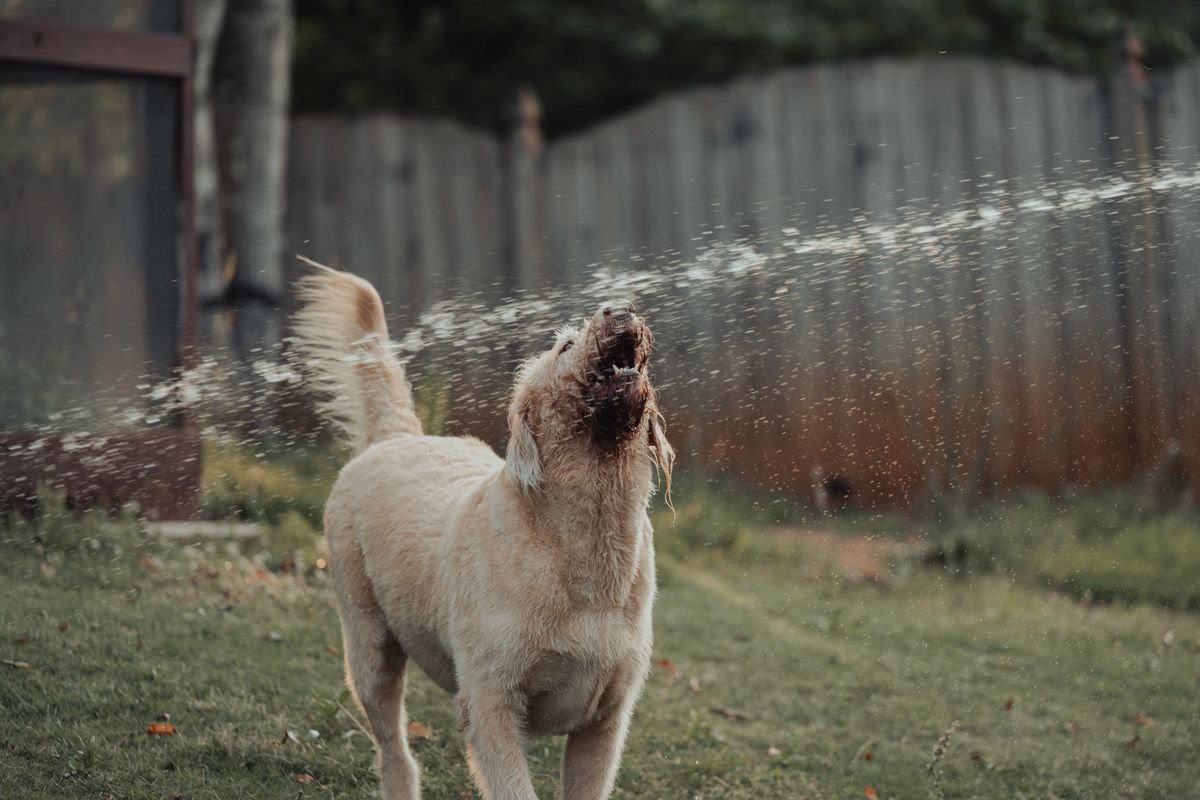 Golden Retriever barking playfully in a backyard
