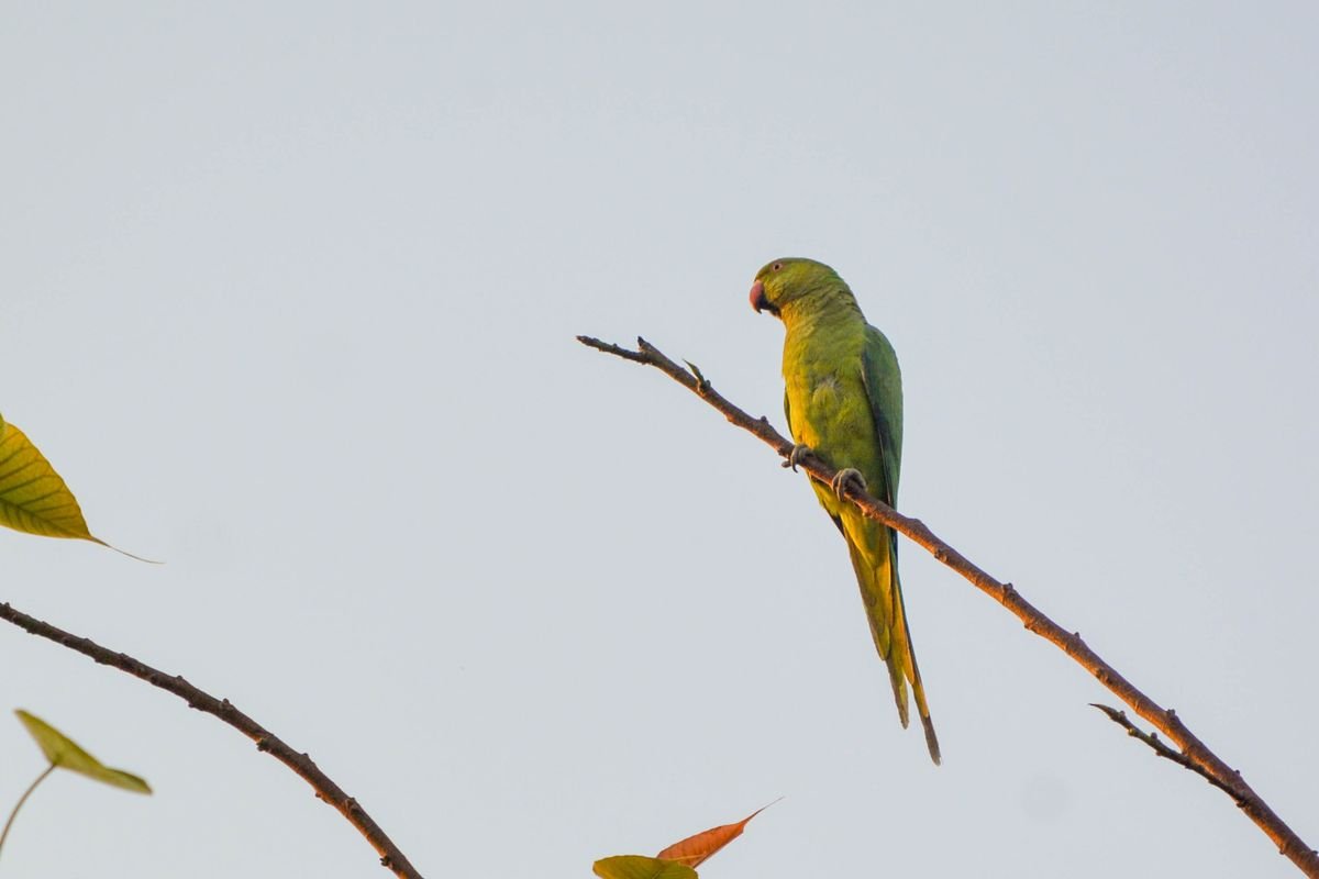 Vibrant green parrot perched on a branch outdoors