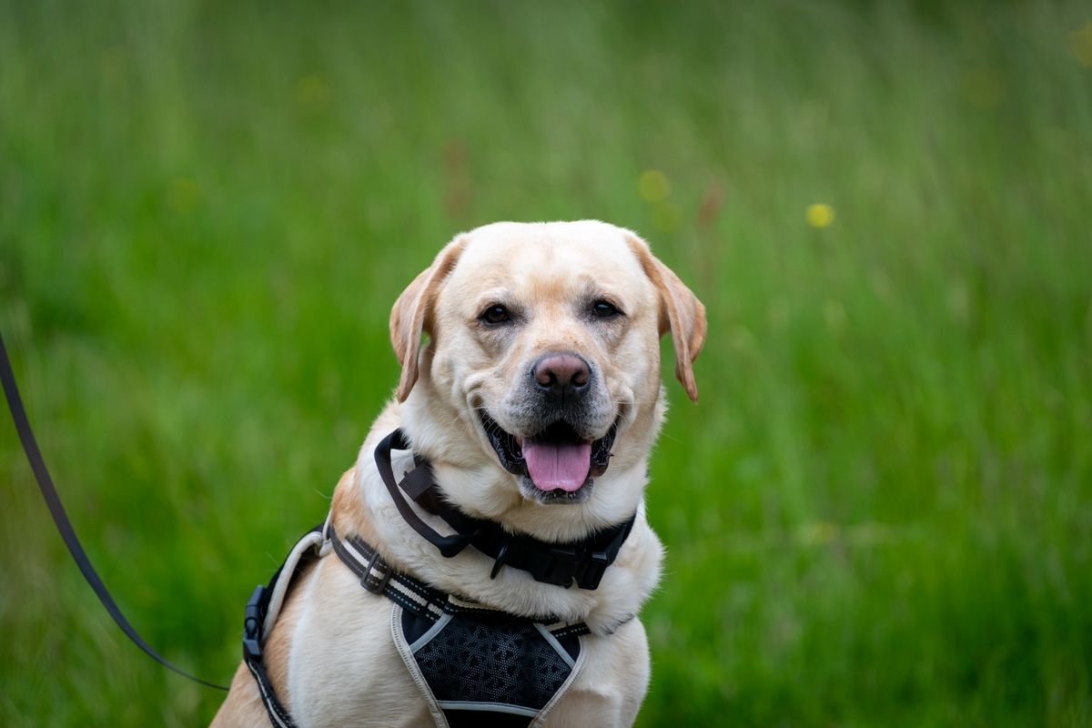 Labrador Retriever sitting outdoors wearing a harness during training