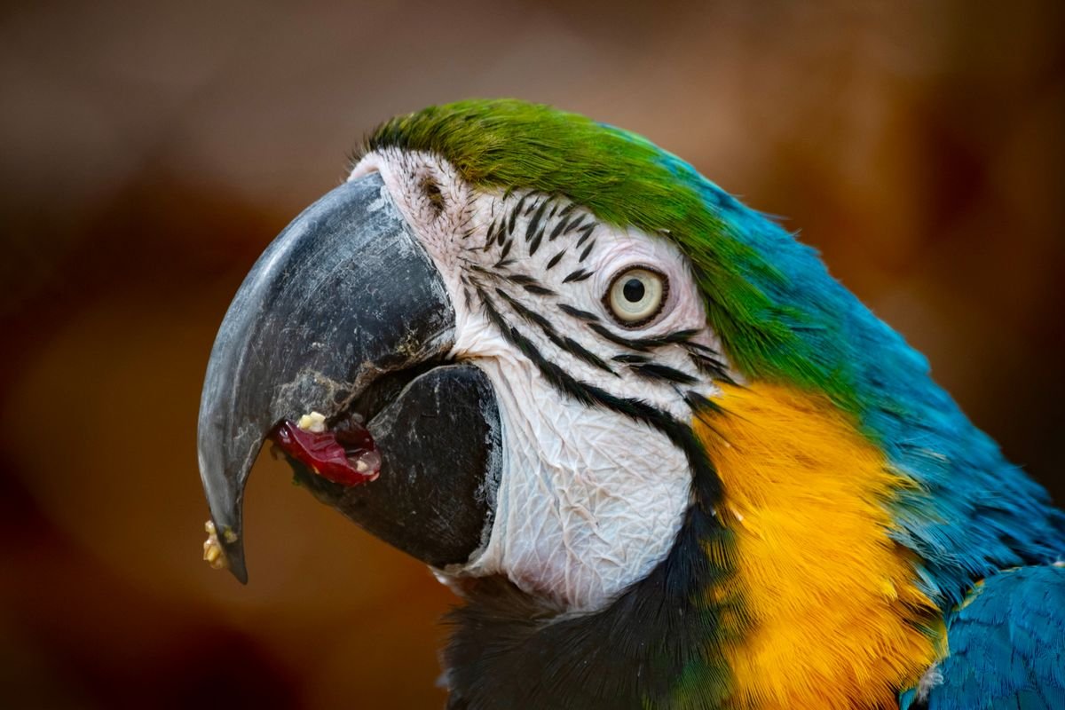 Blue and yellow macaw eating fruit close up
