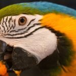 Blue and yellow macaw eating a piece of fresh fruit