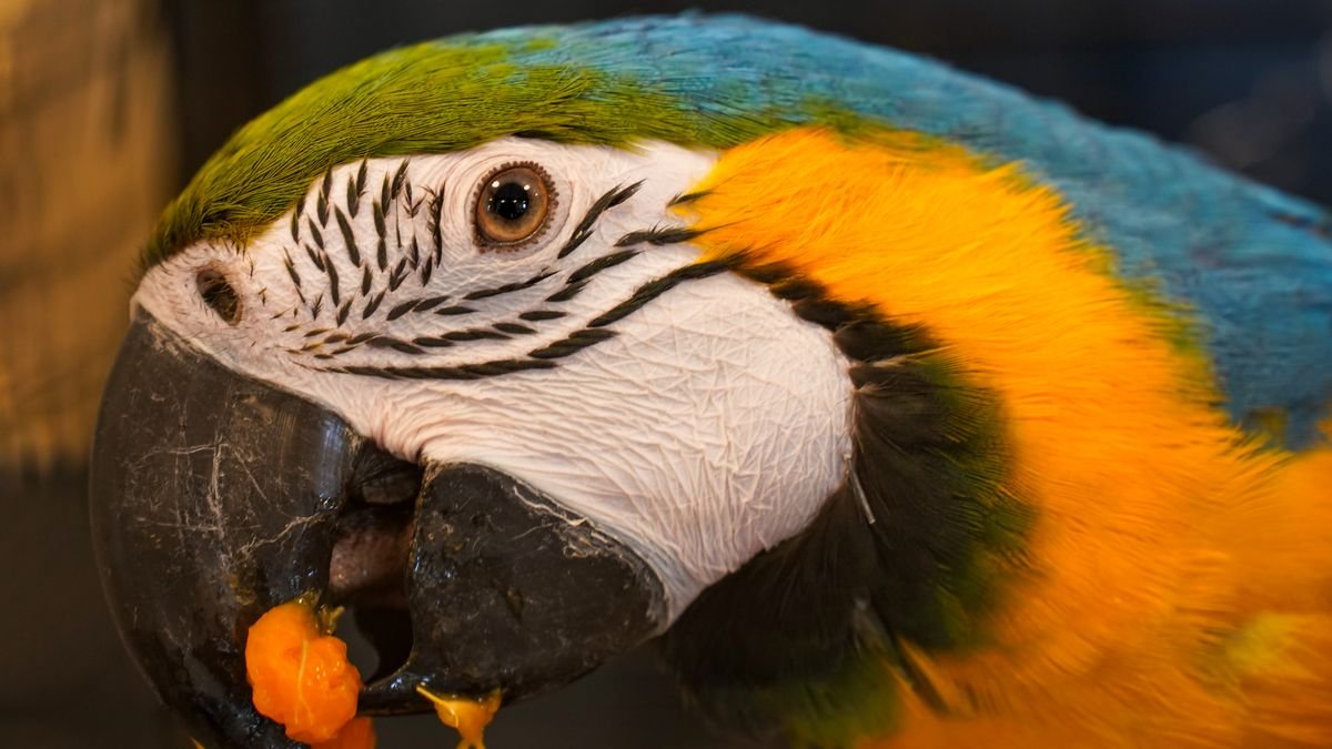 Blue and yellow macaw eating a piece of fresh fruit