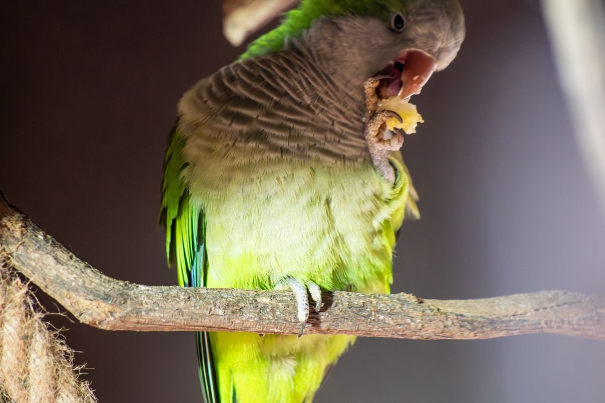 Quaker parrot eating food on a tree branch, illustrating its diet