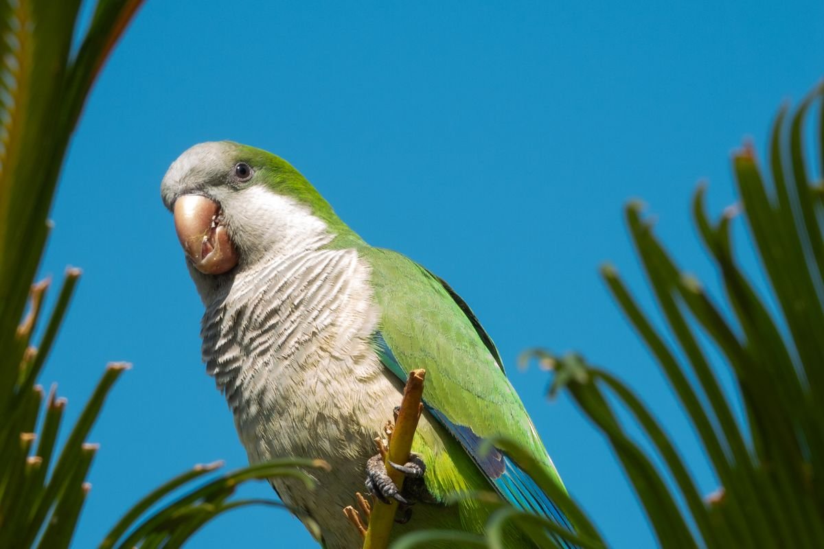 Quaker parrot perched on a palm leaf against a blue sky