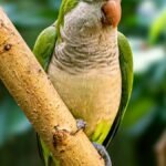 Quaker parrot (monk parakeet) perched on a branch outdoors