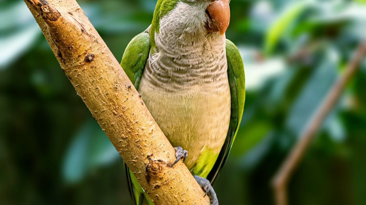Quaker parrot (monk parakeet) perched on a branch outdoors