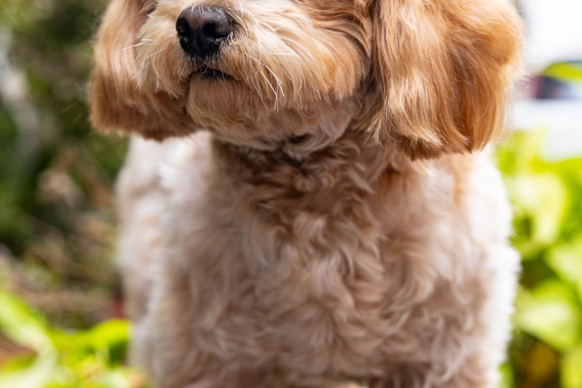 Toy poodle puppy standing outdoors in a garden